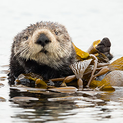 Save sea otters!