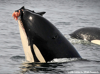 Southern Resident orca eating a Chinook salmon. Southern Resident orca eating a Chinook salmon.