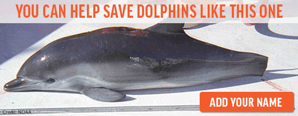 You can help save dolphins like this one! Add your name now.
