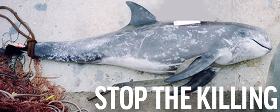 stop the killing