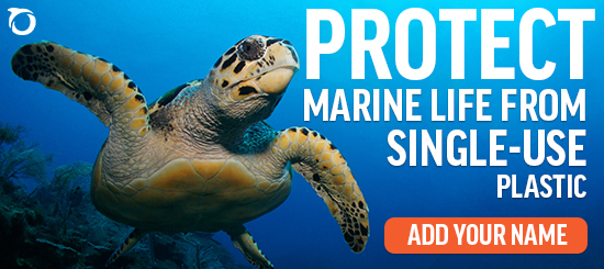 Protect marine life from single-use plastic pollution. Ass your name