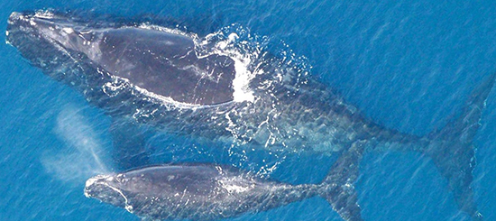 North Atlantic right whale mother and calf