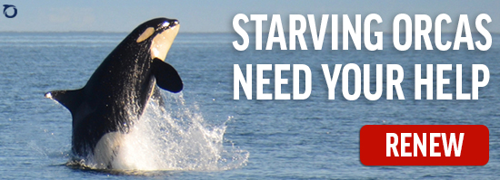 Starving orcas need your help