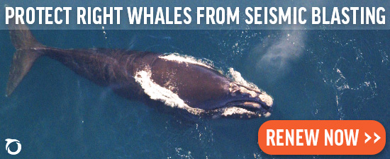 Protect right whales from seismic blasting with a donation today.