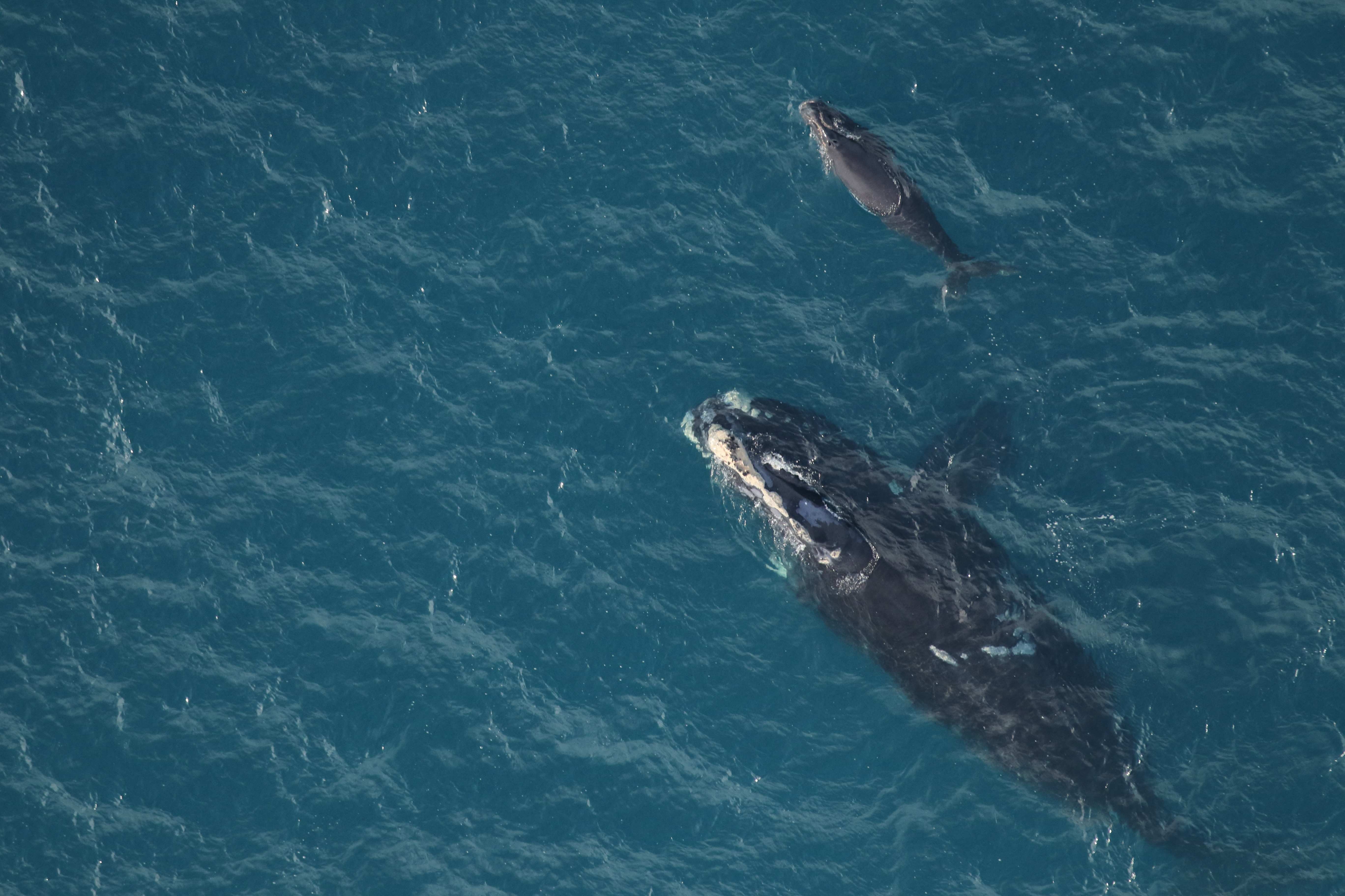 Photo Credit | Clearwater Marine Aquarium Research Institute, taken under NOAA permit #26919. Aerial survey funded by the U.S. Army Corps of Engineers.