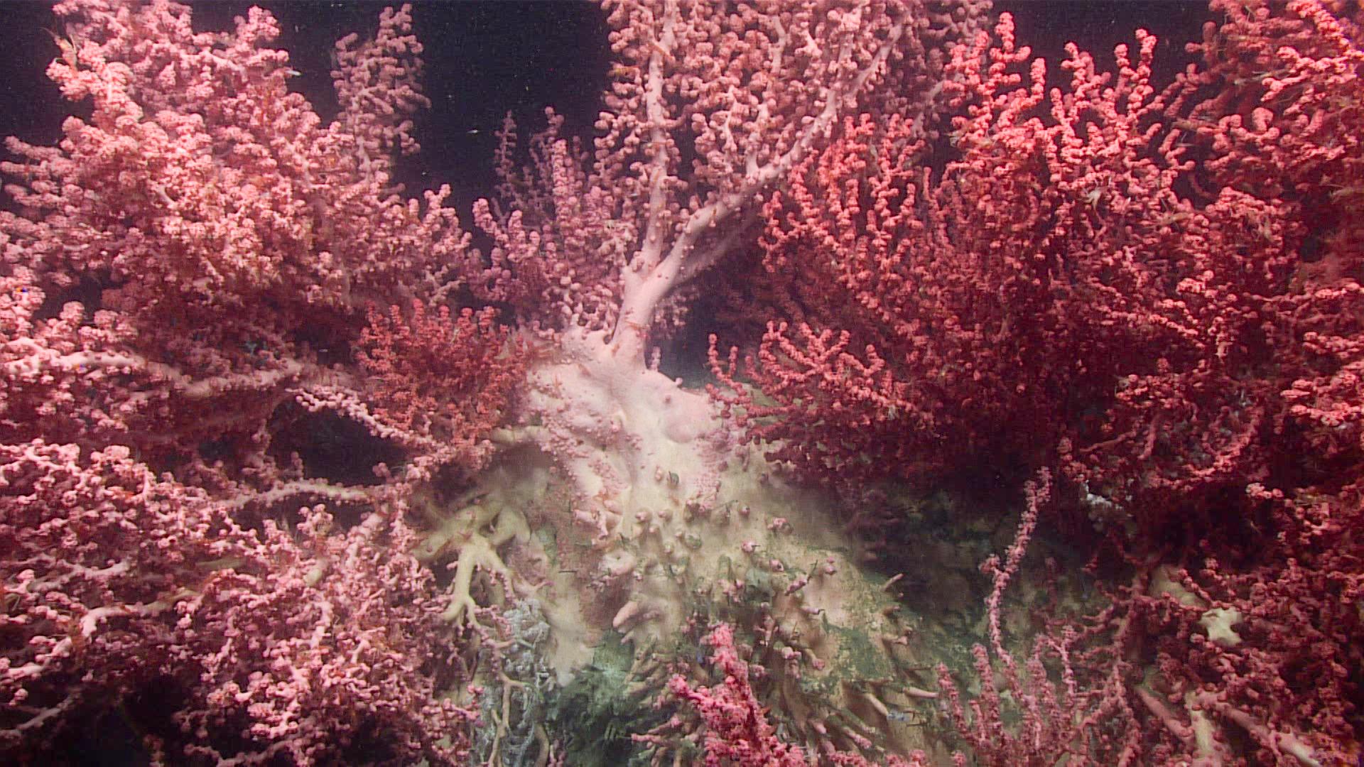 Image Credit | NOAA Office of Ocean Exploration and Research, Windows to the Deep 2019