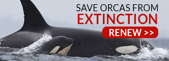Click here to renew your membership to save orcas.