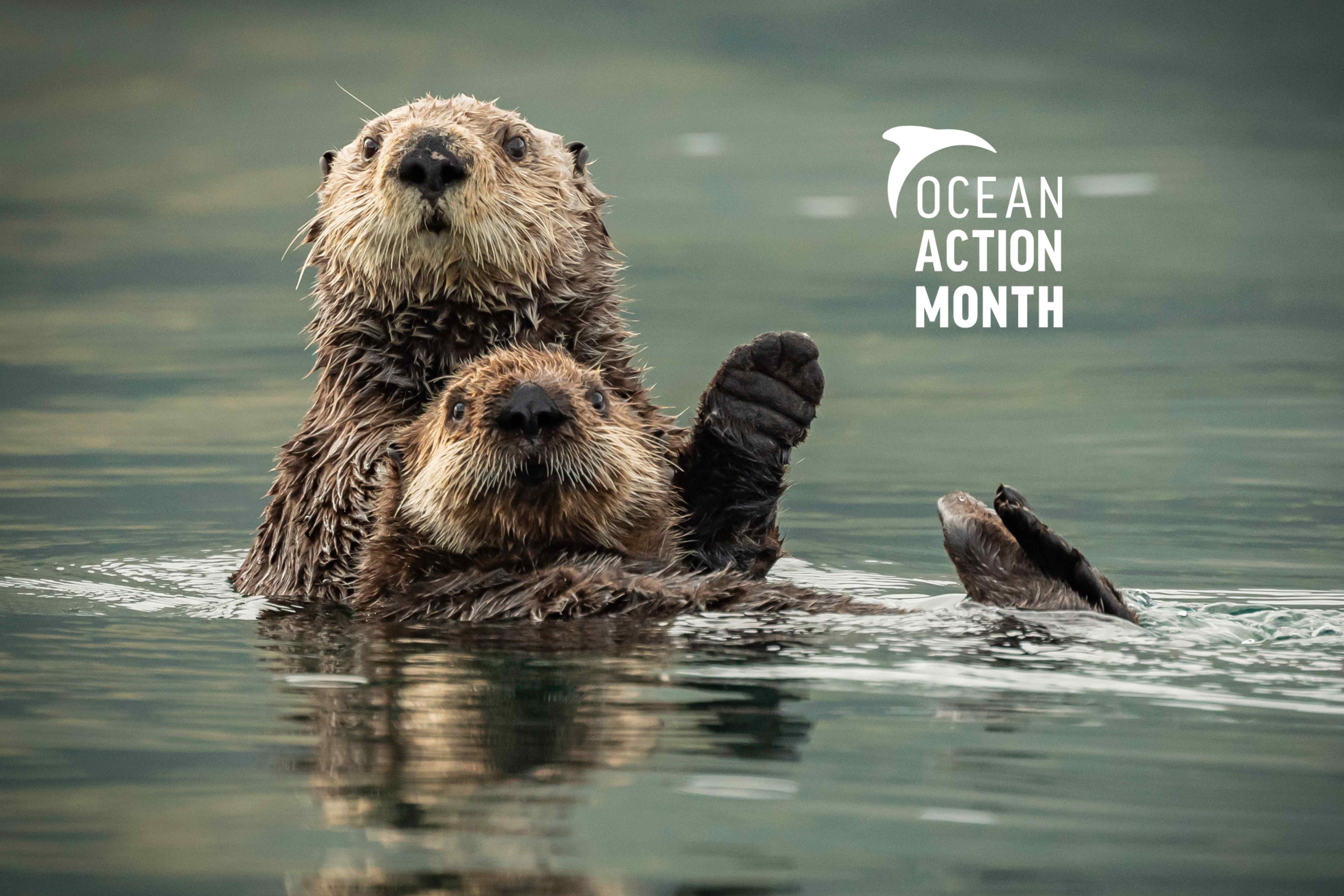 Donate to Oceana | Ocean Conservation Nonprofit | OCEANA - Protecting ...