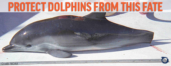 Protect Dolphins from this Fate