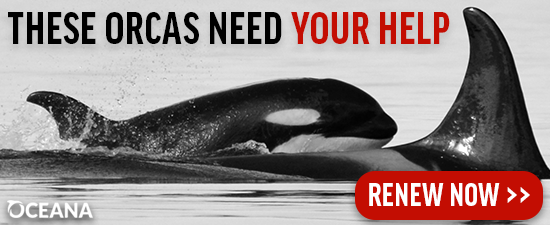 These orcas need your help.