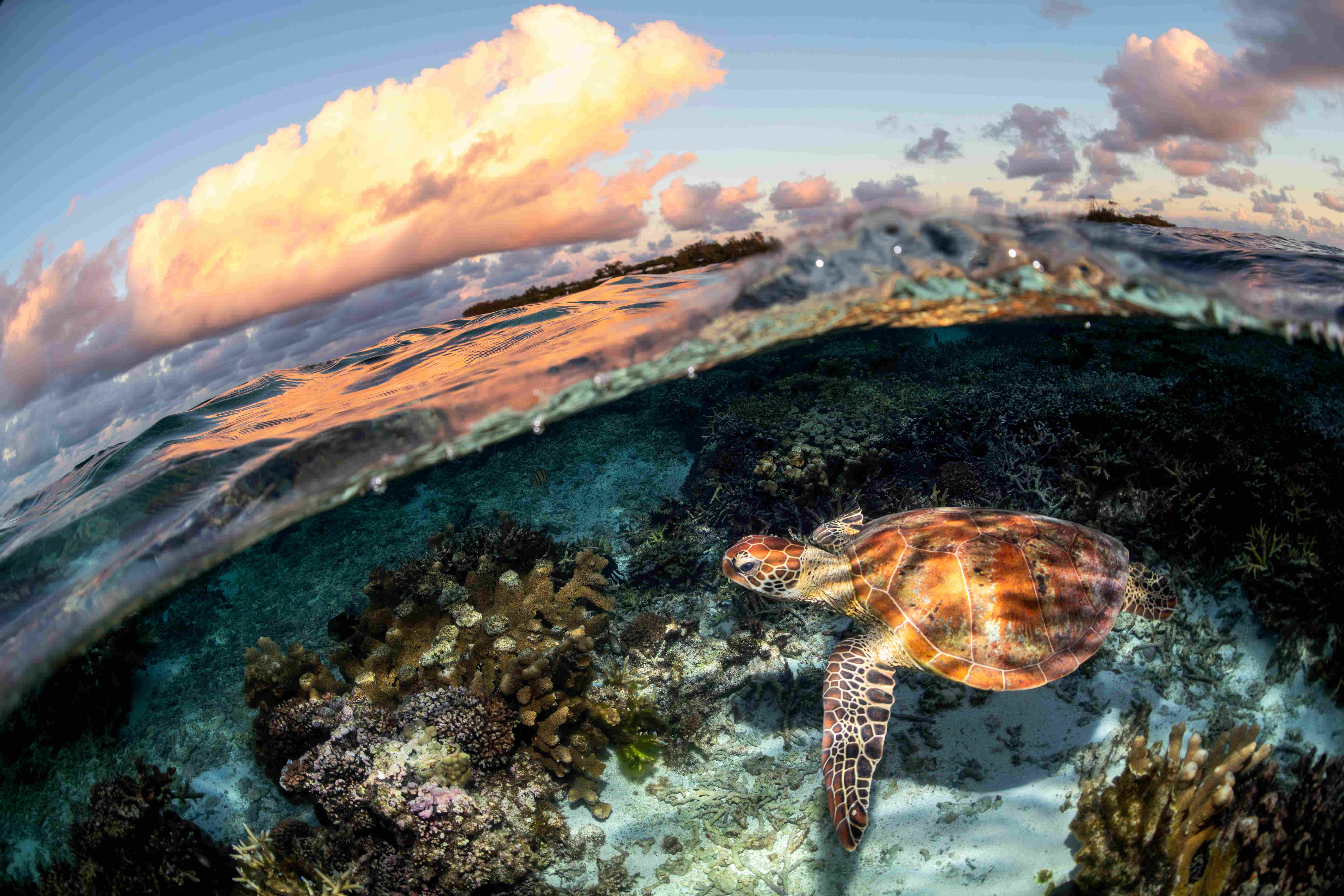 oceana