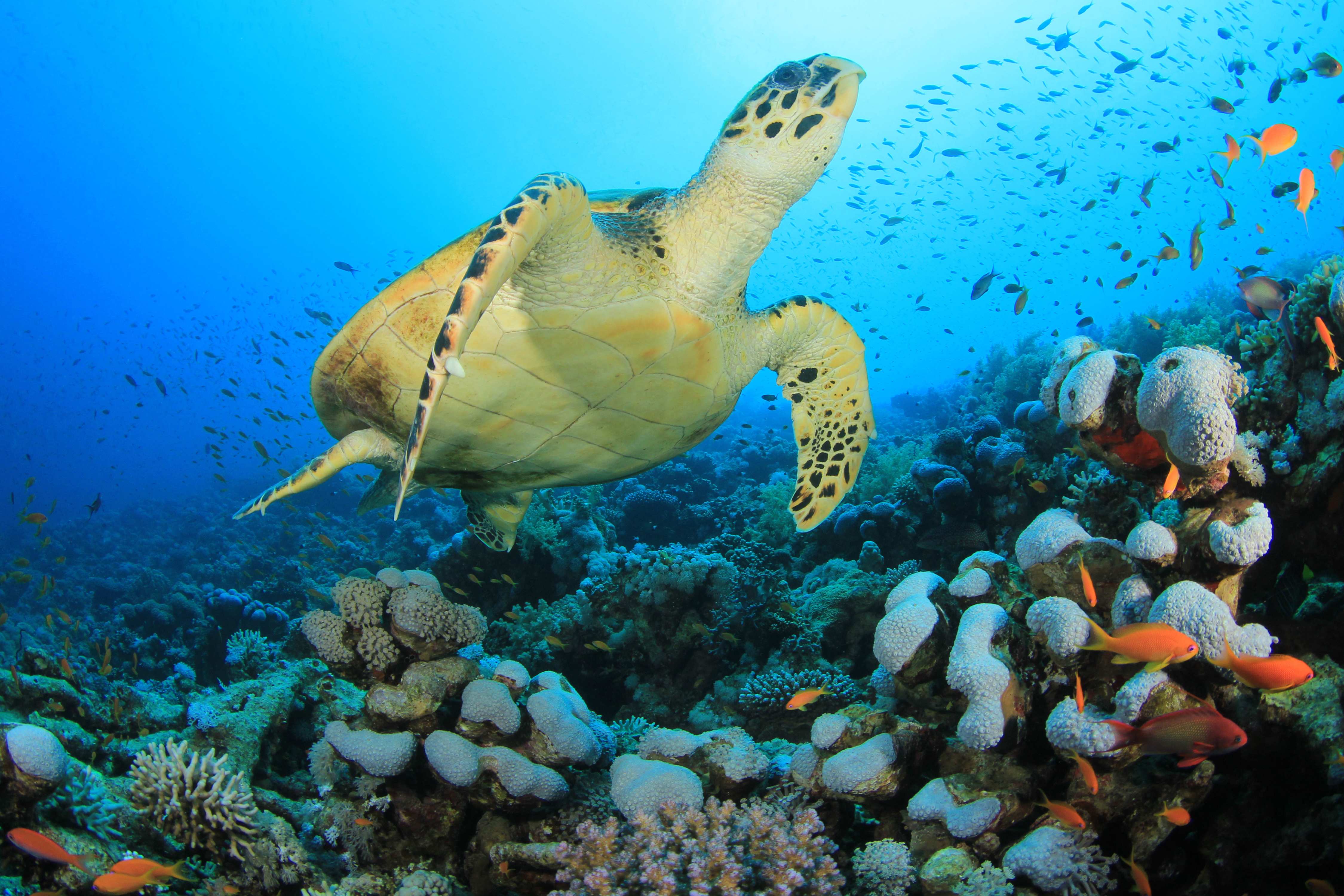 Urge World Leaders to protect our oceans! | OCEANA - Protecting the ...