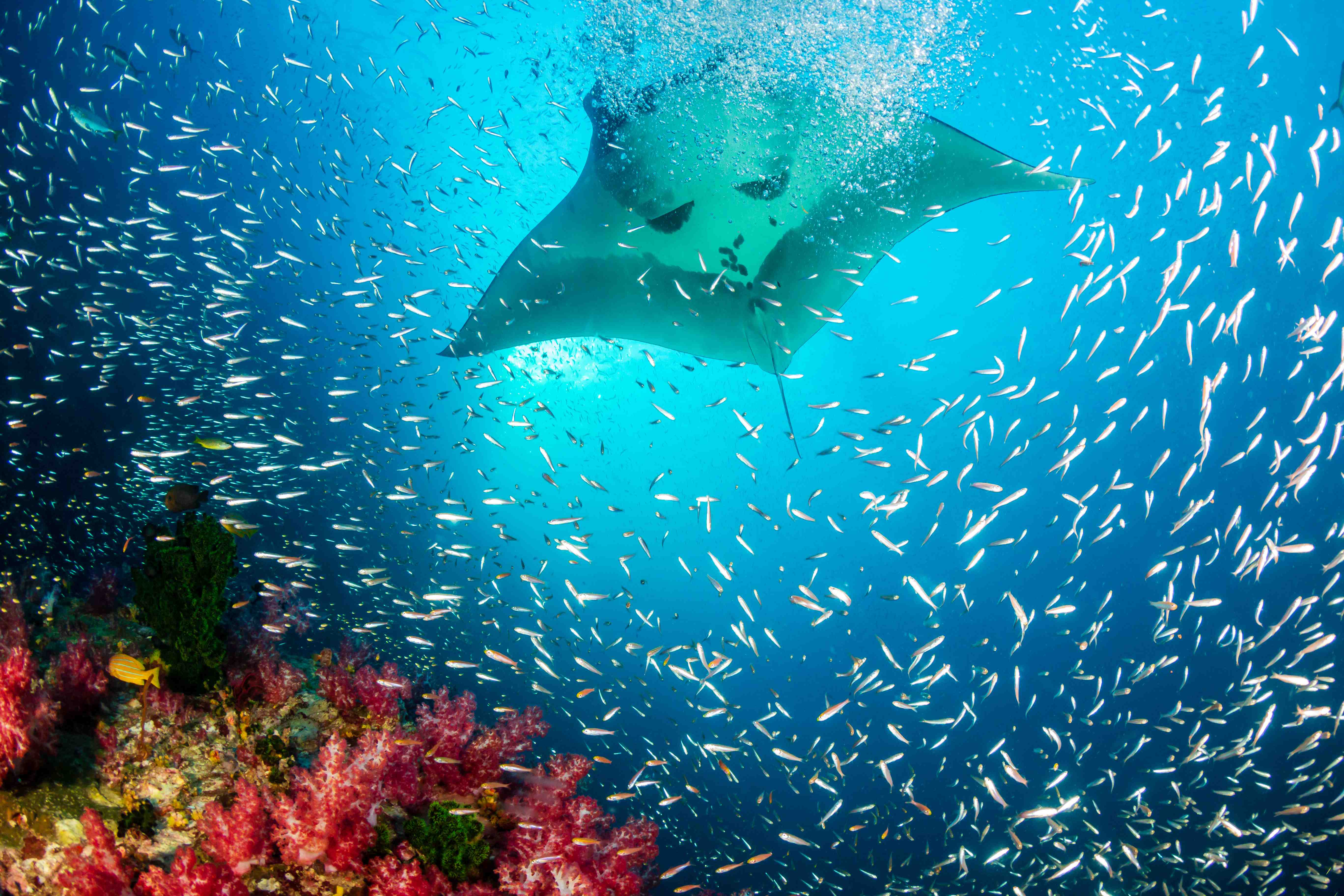 Manta Reef