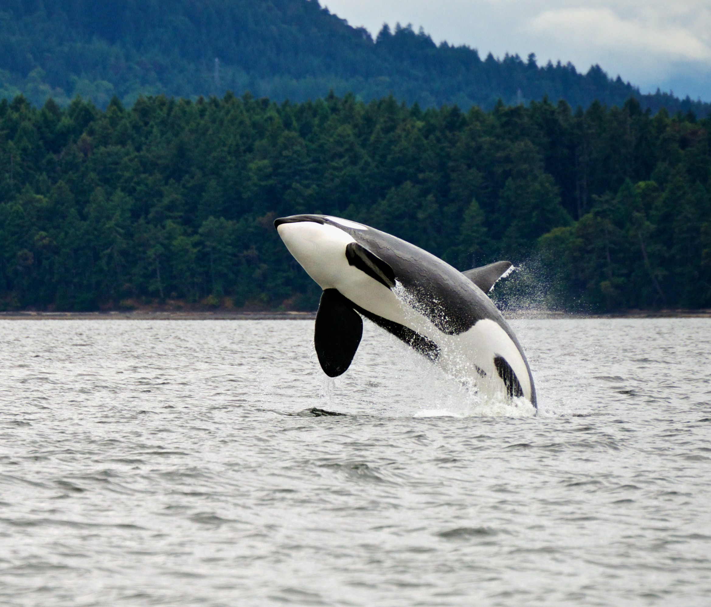 breaching orca