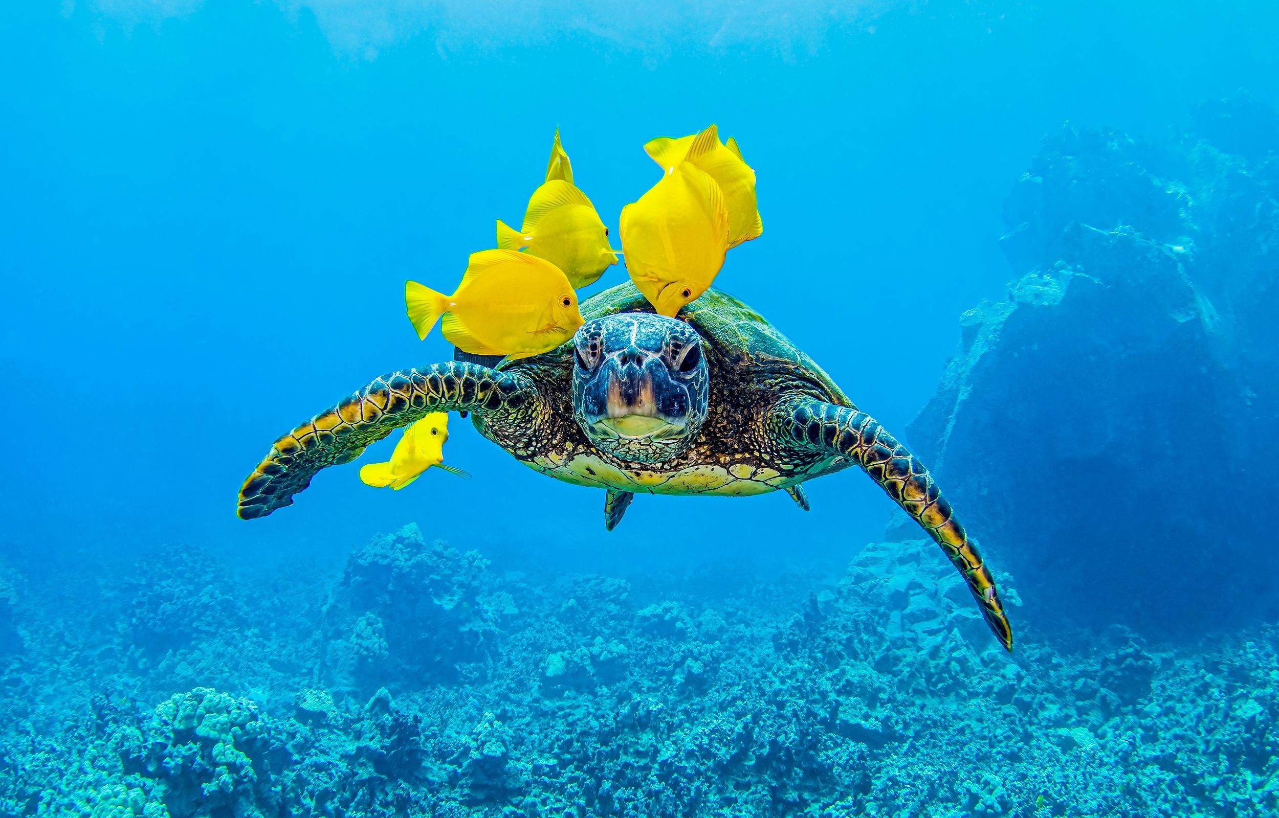 turtle with yellow fish