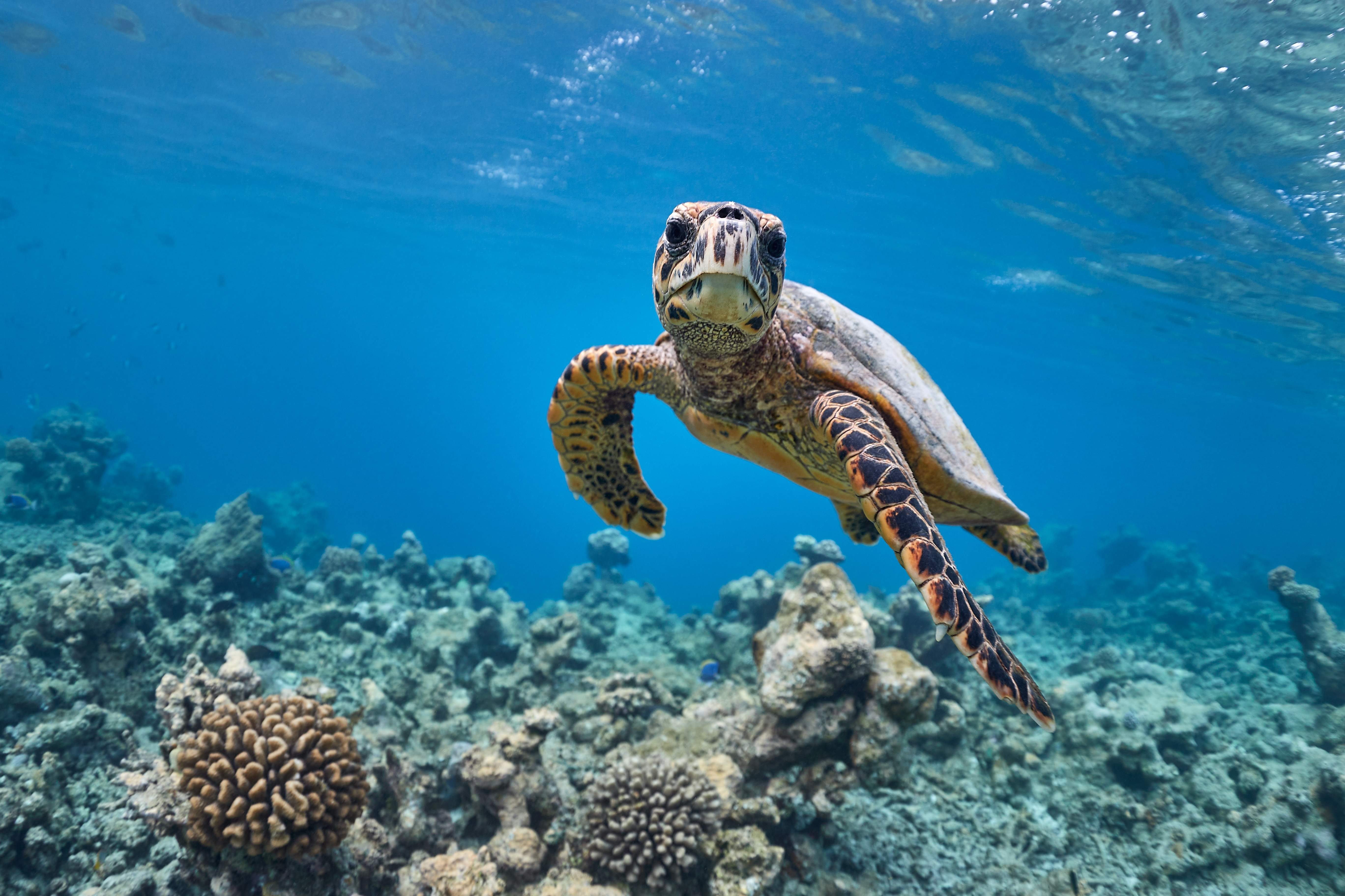 Hawksbill sea turtle swimming