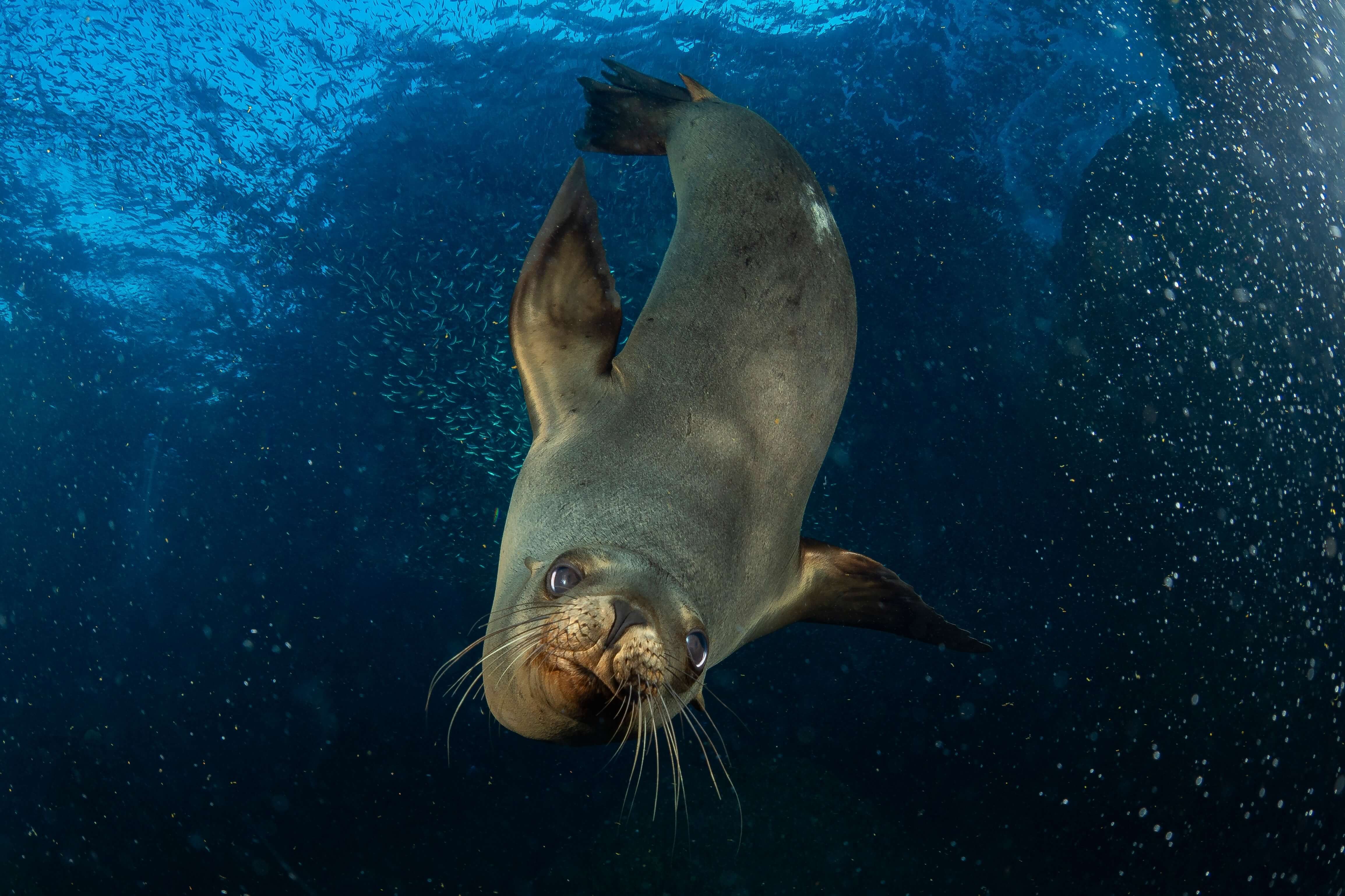 oceana