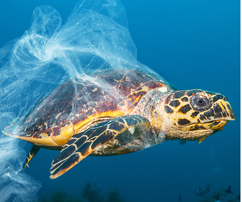 Tell Your Elected Officials: Stop Plastic from Choking Our Oceans | OCEANA  - Protecting the World's Oceans