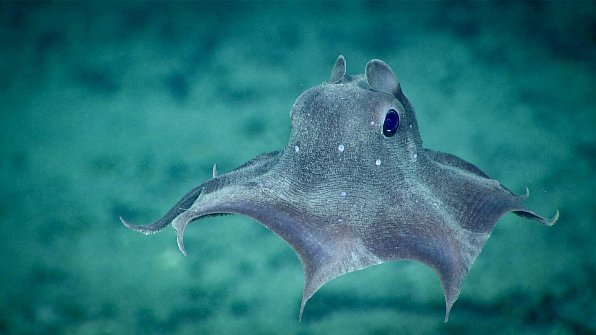 oceana