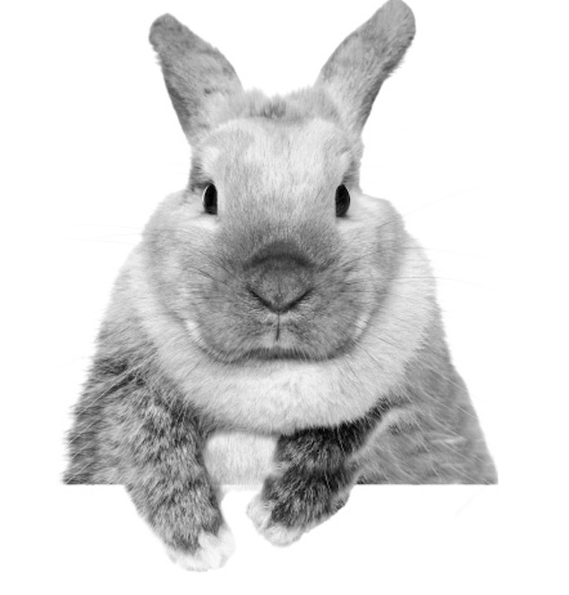 Bunny rabbit