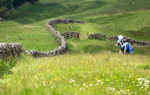 Northumberland meadow - credit Izel Photography