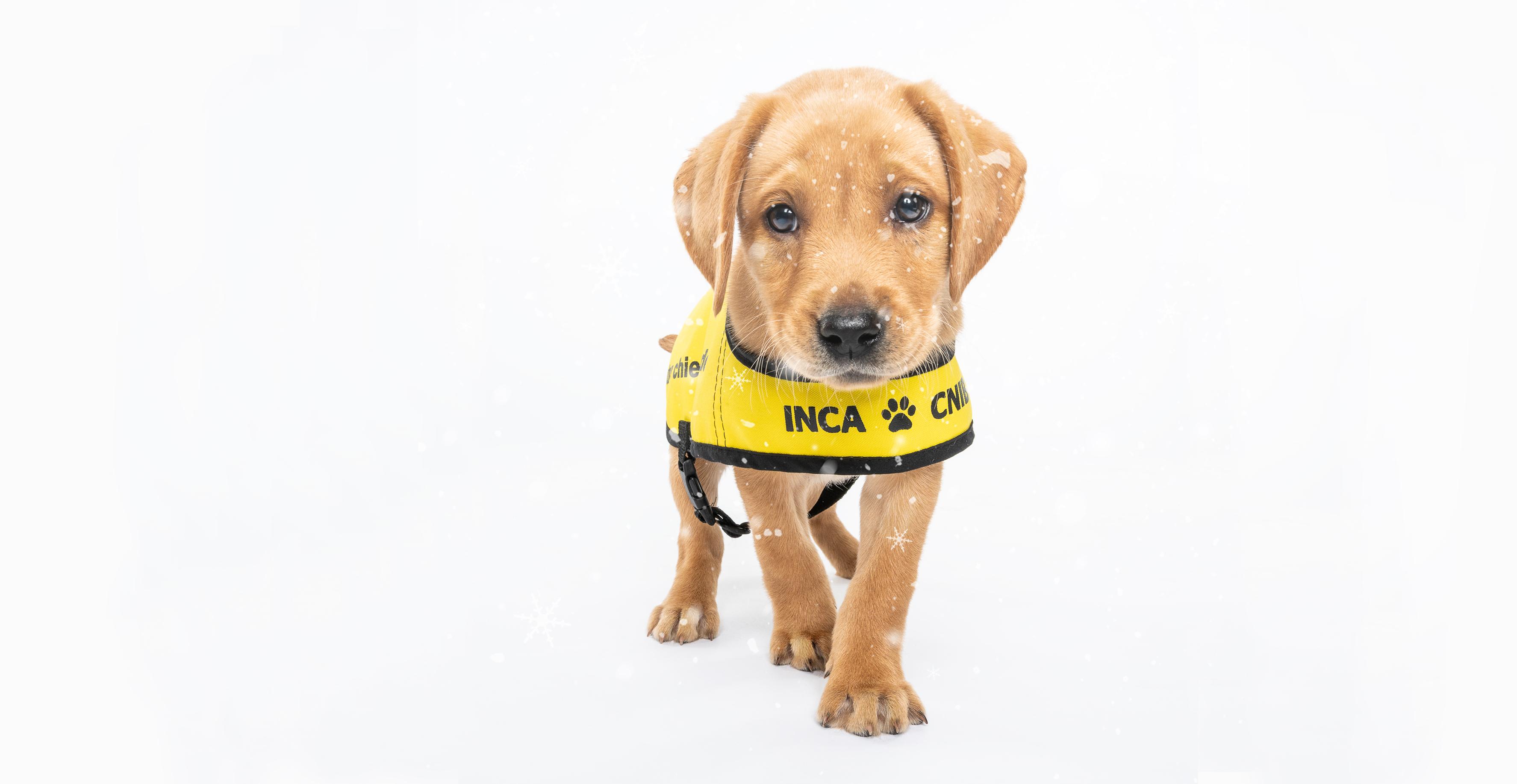 A puppy in a yellow Future CNIB Guide Dog vest looking at the camera with snow falling.