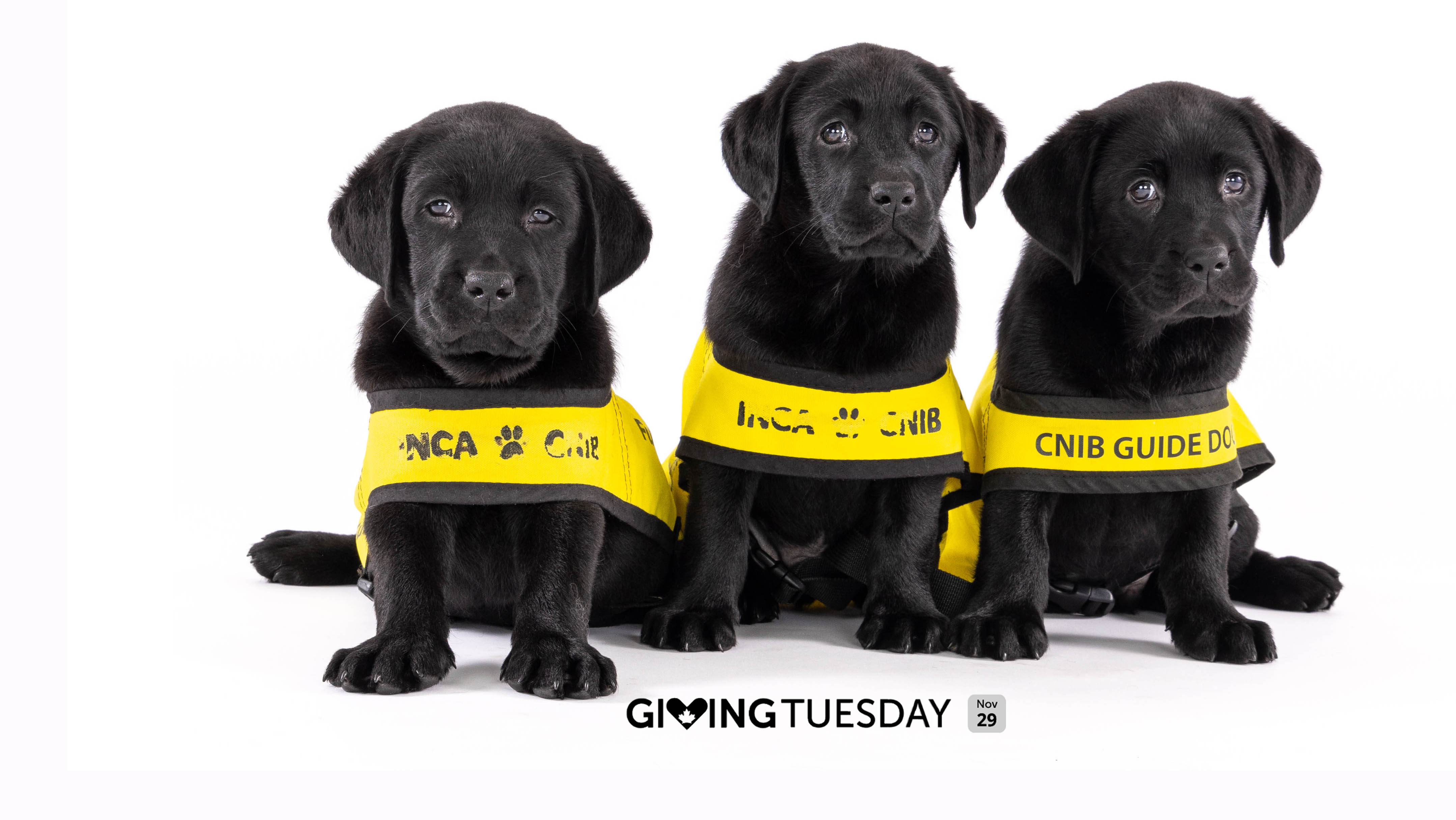 Three black Labrador puppies wearing bright yellow Future CNIB Guide Dog vests.