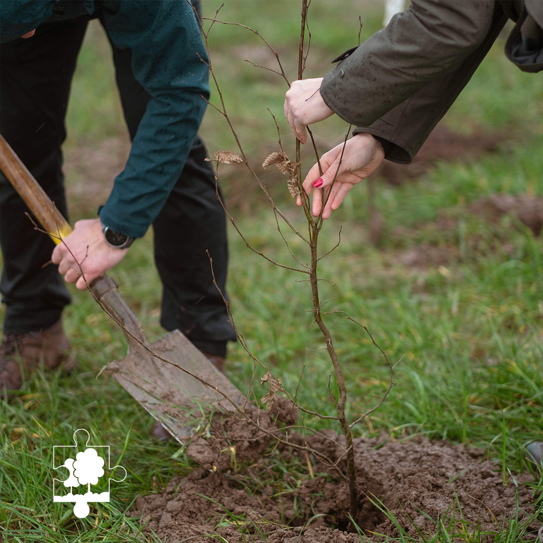 Bomen planten in Tienen