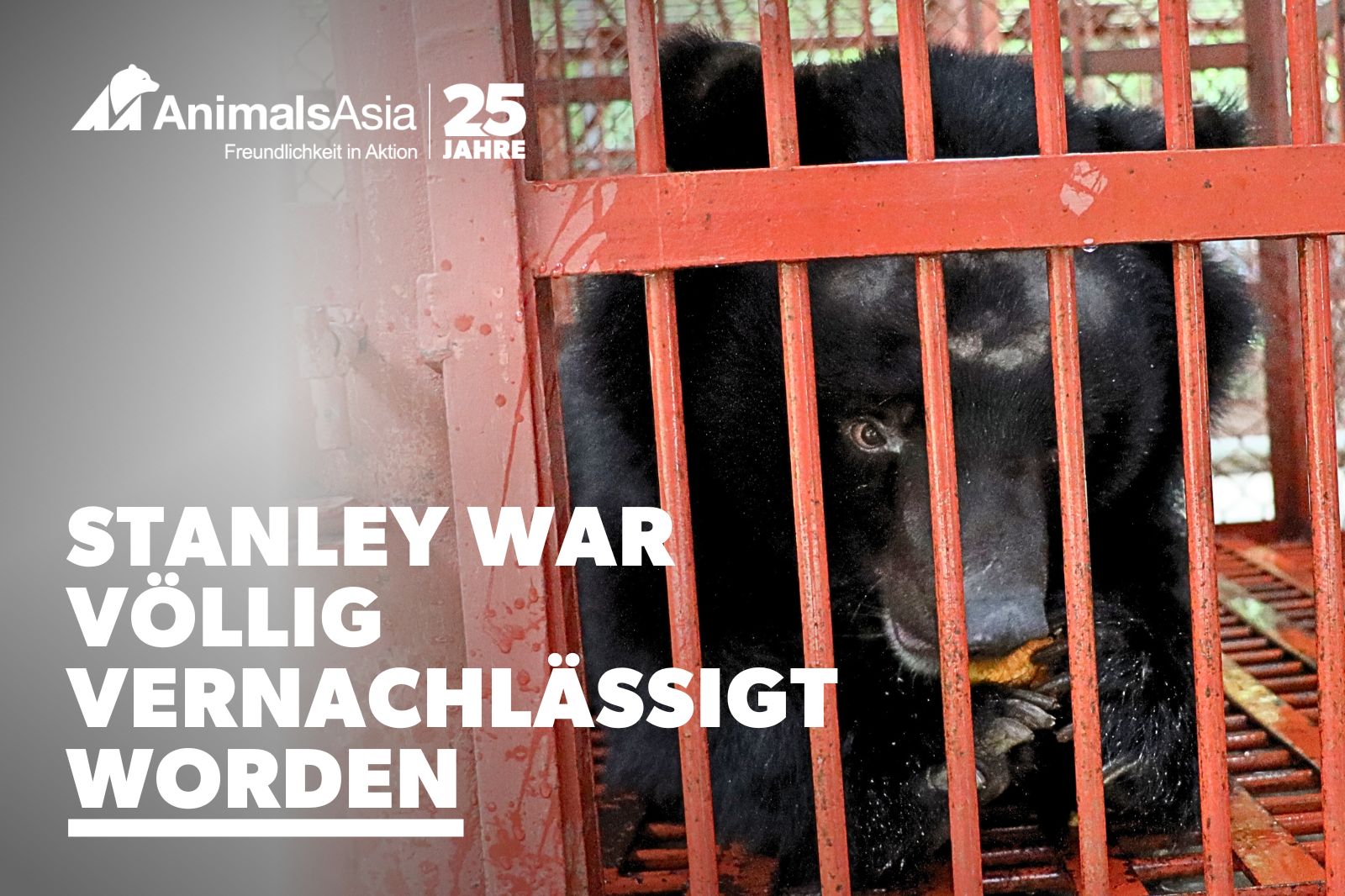 Mondbär Stanley sitzt nach Ankunft in unserem Rettungszentrum in seinem Übergangskäfig und verzehrt ein Stück Obst. Auf seinem Kopf befindet sich eine große kahle Stelle, und der Blick ist voller Angst.