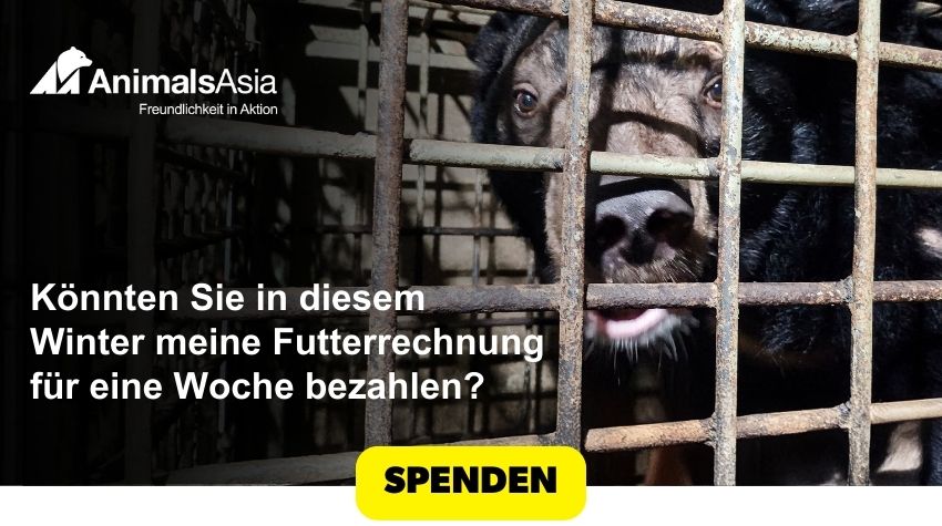 Eine Nahaufnahme des Gesichts von Mondbär Clyde. Er späht durch das graue Metallgitter eines Gallefarmkäfigs. Er schaut in die Kameralinse, die Augen geweitet vor Angst. Der Text auf dem Banner lautet: „Könnten Sie in diesem Winter meine Futterrechnung für eine Woche bezahlen?