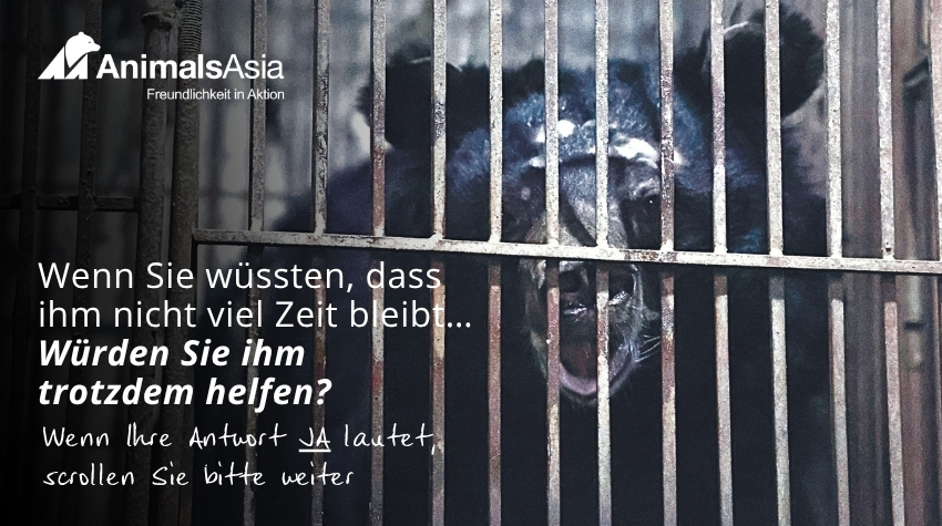 Ein Foto des Mondbären Nova, der aus einem kleinen, rostigen Käfig herausschaut. Dort, wo er sich verzweifelt an den Gitterstäben wundgerieben hat, bedecken Narben seinen süßen Kopf. Der Text auf dem Bild lautet: „Wenn Sie wüssten, dass ihm nicht viel Zeit bleibt…. Würden Sie ihm trotzdem helfen? Wenn Ihre Antwort JA lautet, scrollen sie bitte weiter.