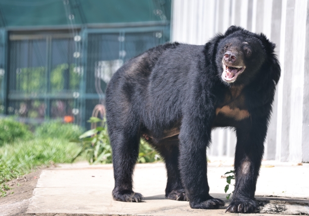 Nach einem Leben in den Schatten setzt Nova zum ersten Mal im Leben seine Pfote auf Gras. Er spürt den Sonnenschein des Rettungszentrums auf seinem glänzenden schwarzen Fell. Sein Maul ist zu einem Lächeln geöffnet, die Augen sind groß vor Freude.