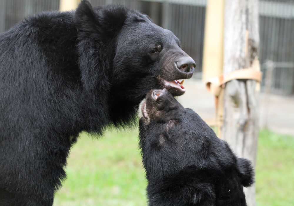 Die glücklichen Mondbären Beserk der Bär (links) und Stanley (rechts) spielen im Gras. Stanley schnüffelt am Gesicht von Beserk dem Bären.