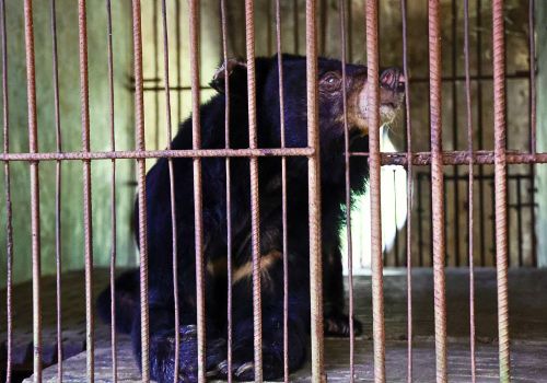 Eine Nahaufnahme der Mondbärin Thang Long in einem Zo in einem Wasserpark in Ho-Chi-Minh-Stadt, Vietnam. Sie befindet sich hinter rostigen Metallgitterstäben und liegt auf grauem Betonboden. Ihr Kopf ist erhoben, sie blickt neugierig auf einen Punkt links von der Kamera, wo das Team ihre Rettung vorbereitet. Ihr rechtes Auge ist durch Linsentrübung grau umwölkt, und das Fell auf der Brust, im Gesicht und an den Ohren ist durch schlechte Ernährung schütter.