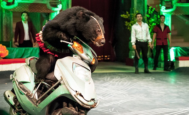 Captive bear on motor scooter, Animals Asia