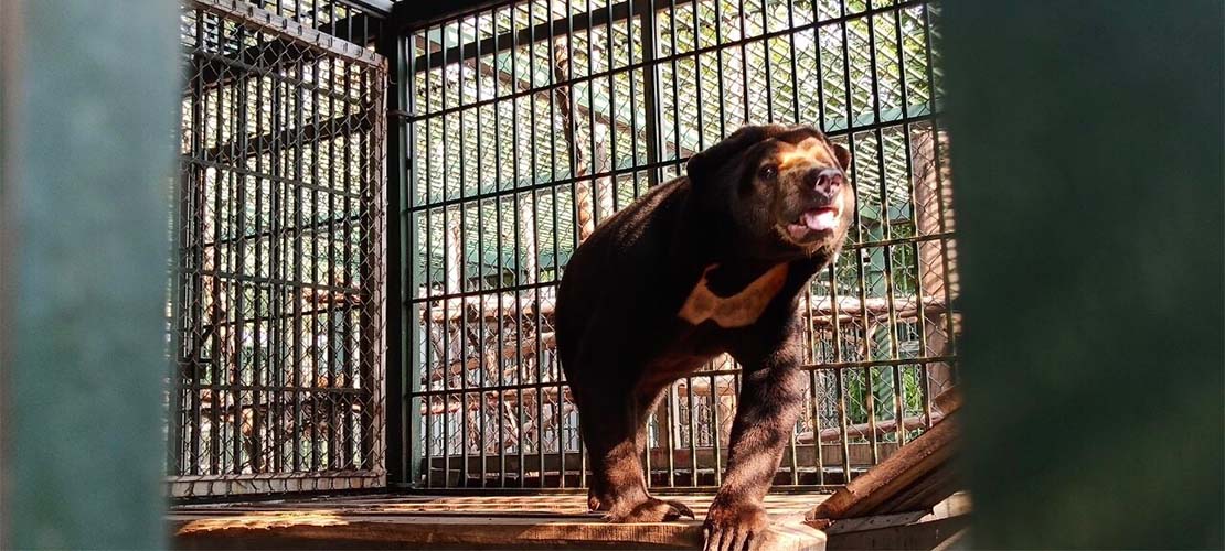 Will you help us care for these six rescued bears?