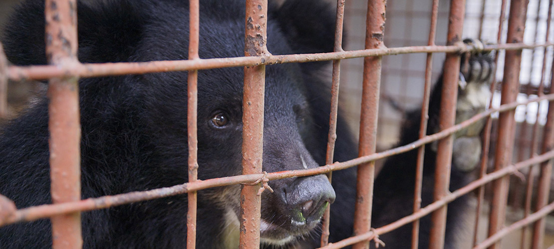 Animals Asia | END BEAR BILE FARMING IN VIETNAM – ANIMALS ASIA