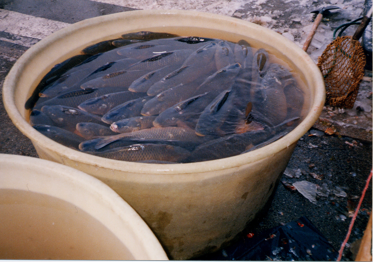 Ryby nacpané do kbelíku