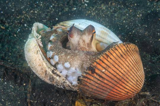 Un pulpo se esconde entre las piedras.