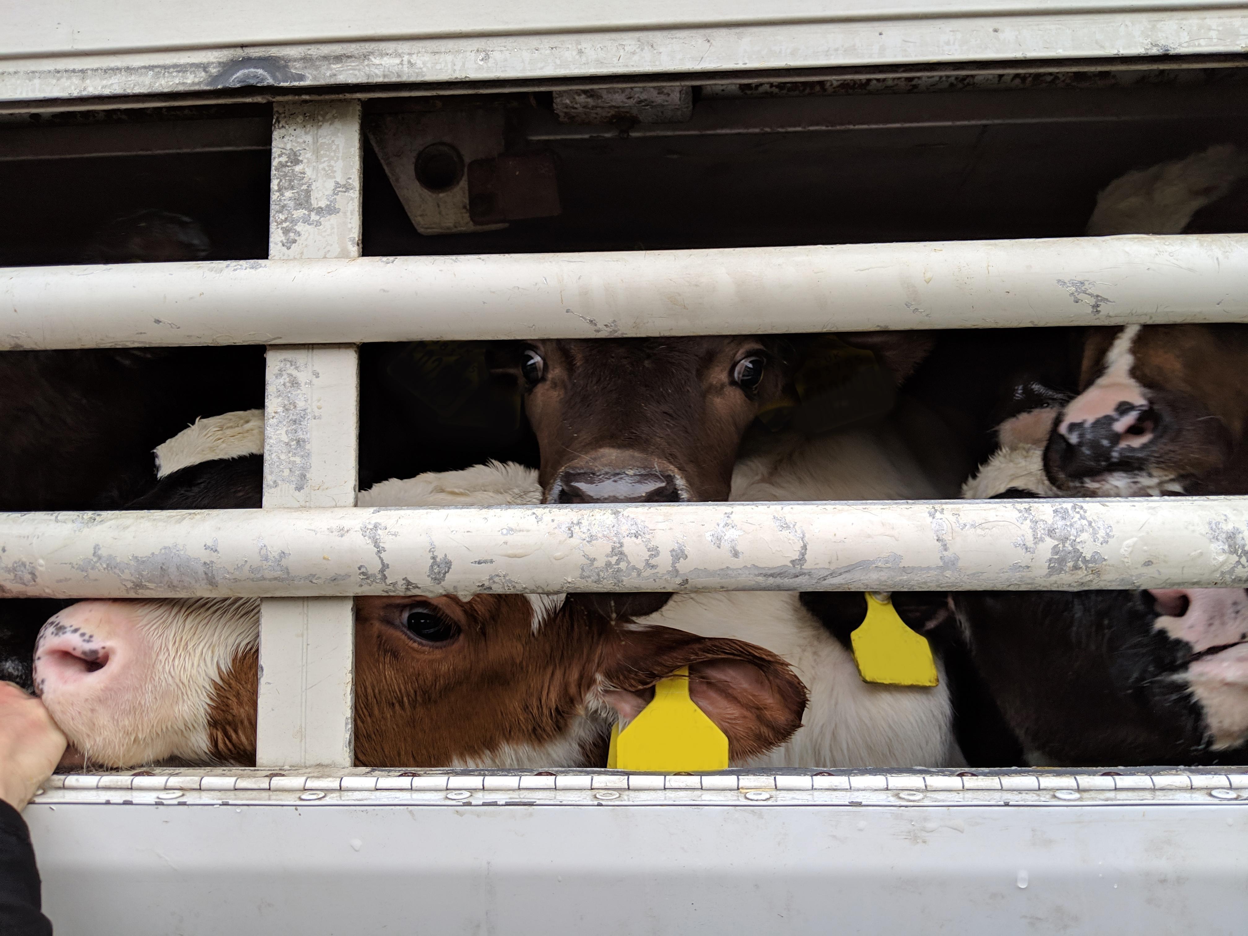 Algunos terneros que miran por los barrotes del camión ne el que son transportados
