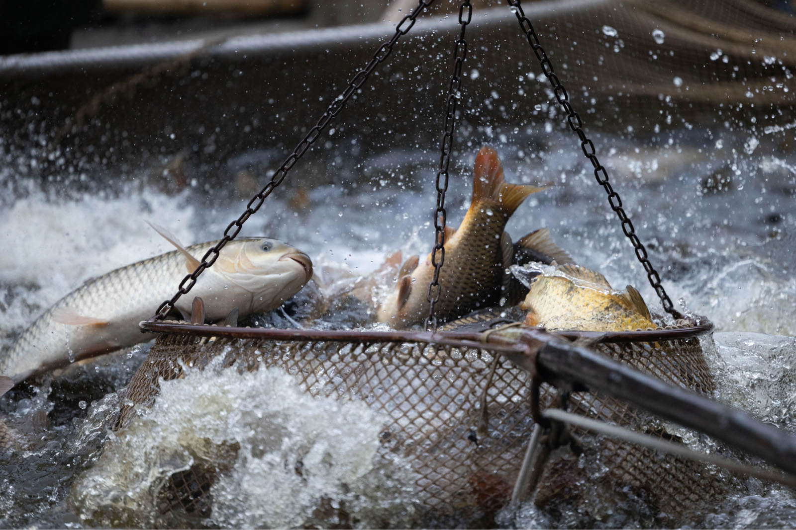 Una carpa fuera del agua desesperadamente mientras la recogen con una red.