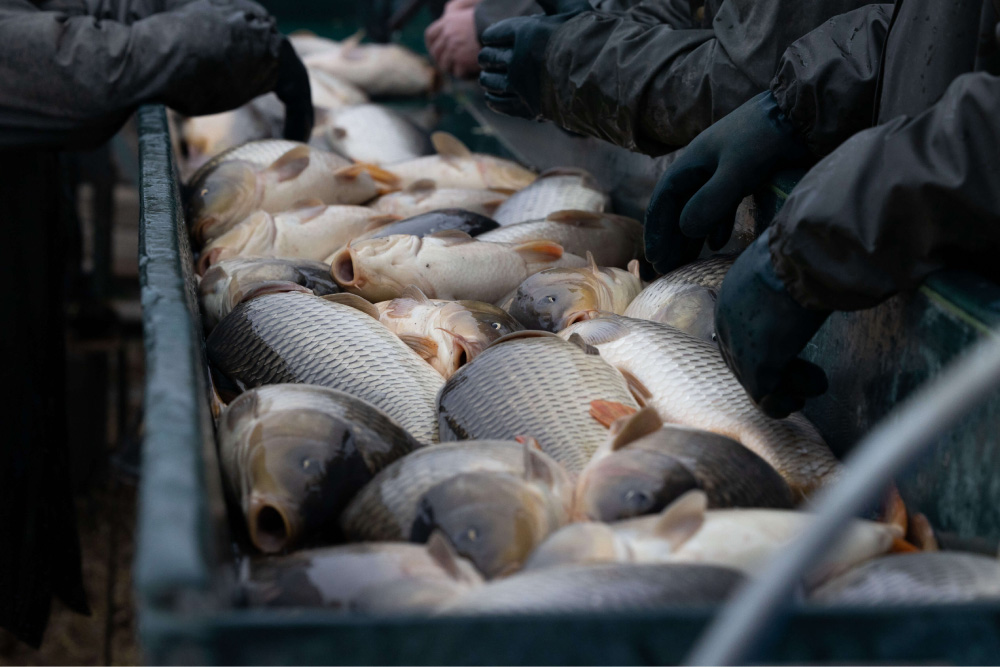 Primer plano de carpas en una línea de producción.