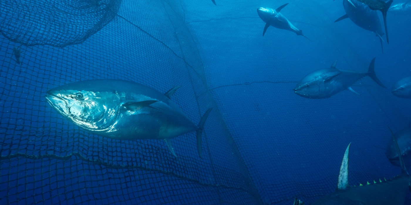 Un banco de peces en el océano azul