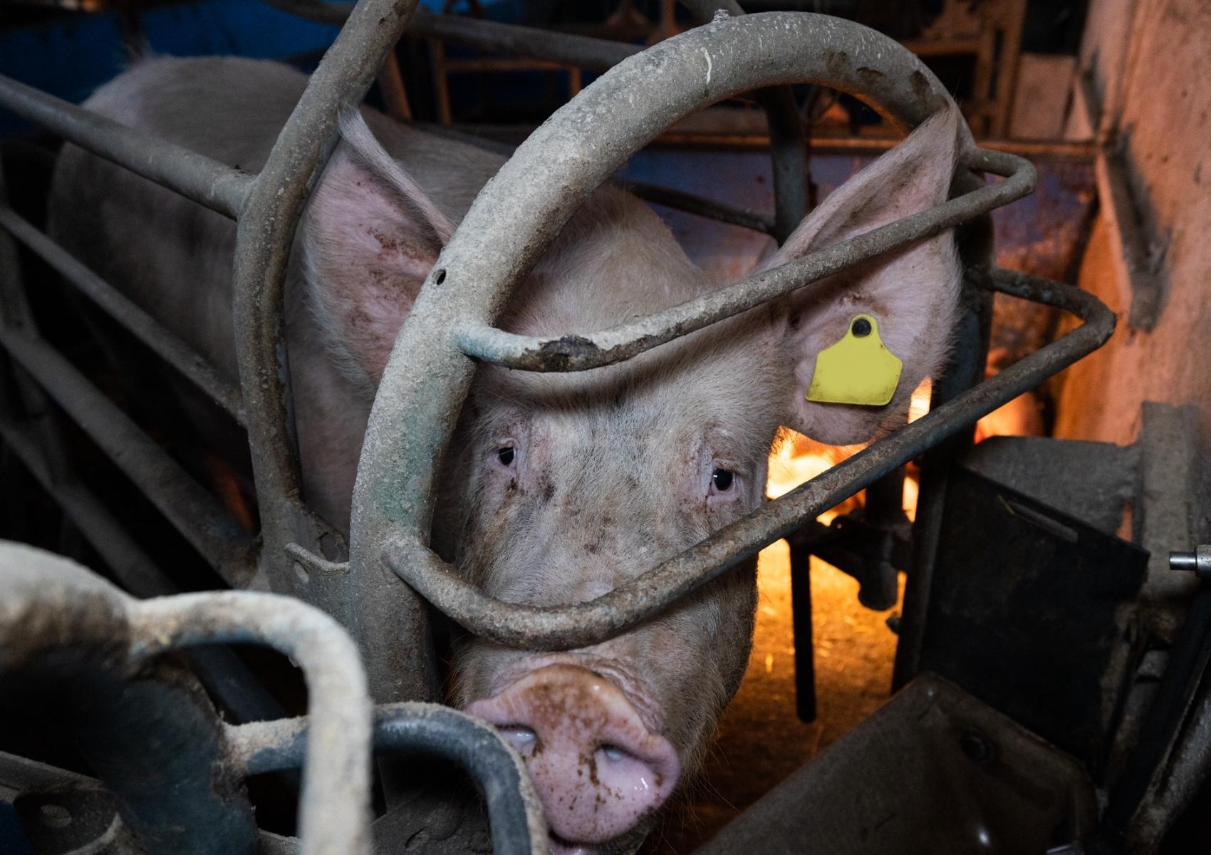A pig in a crate looking toward the camera
