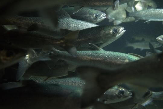 Fish crowded in an intensive farm