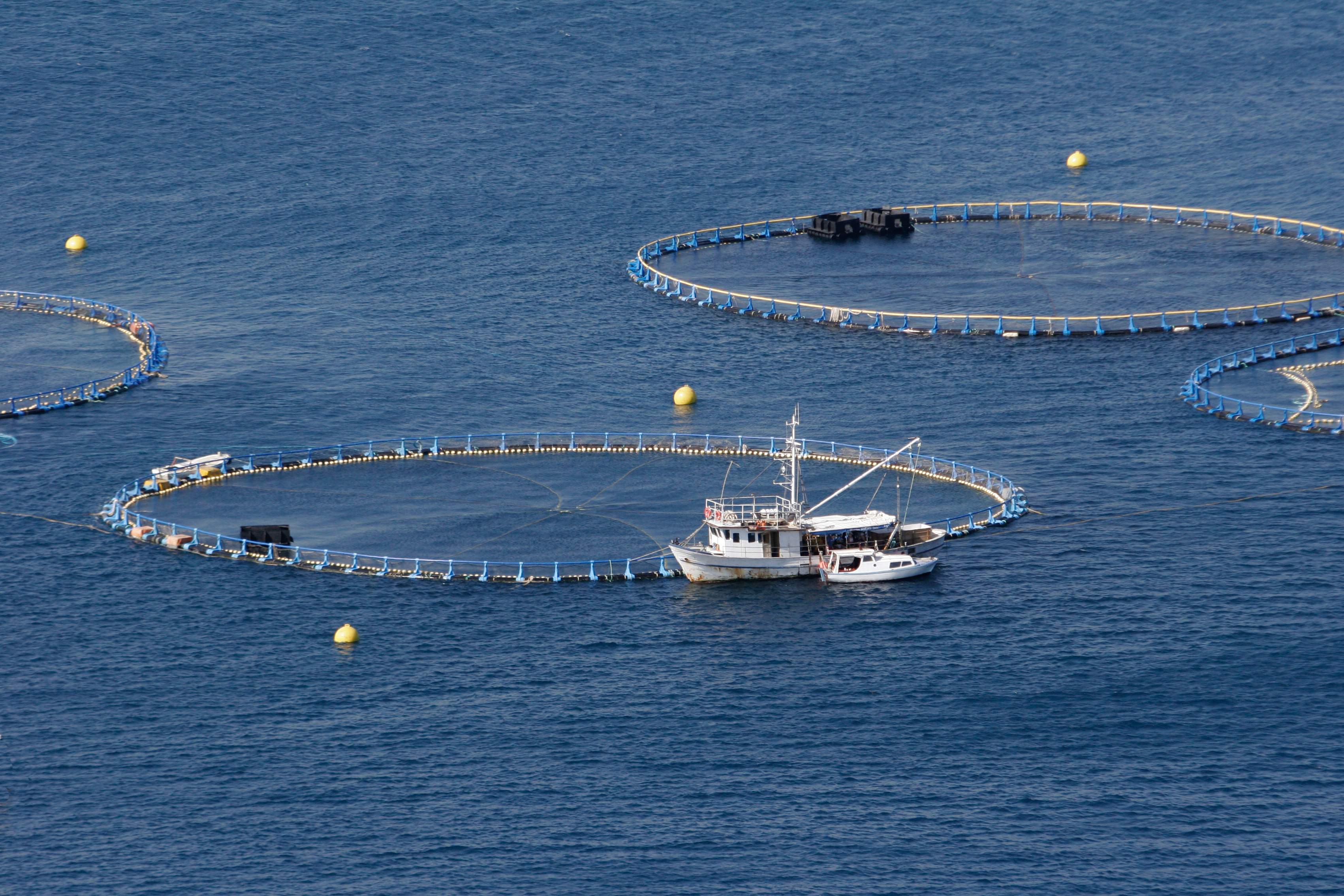 Jaulas marinas circulares en alta mar utilizadas para el cultivo de atún.