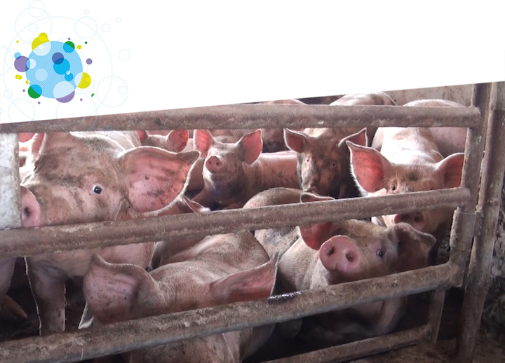 cerdos hacinados en un sistema de cultivo de interior con la imagen de un virus