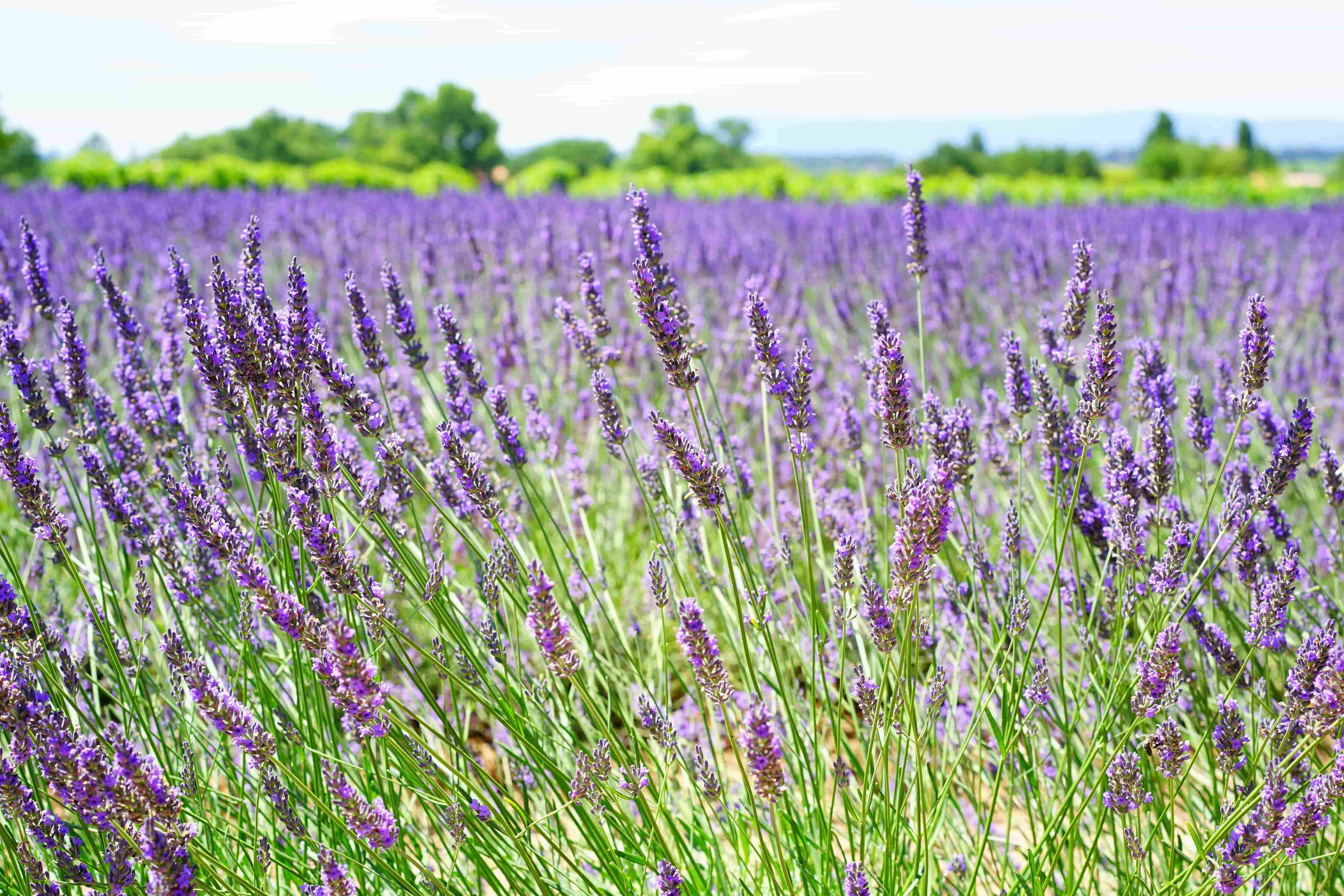 Save British Nature