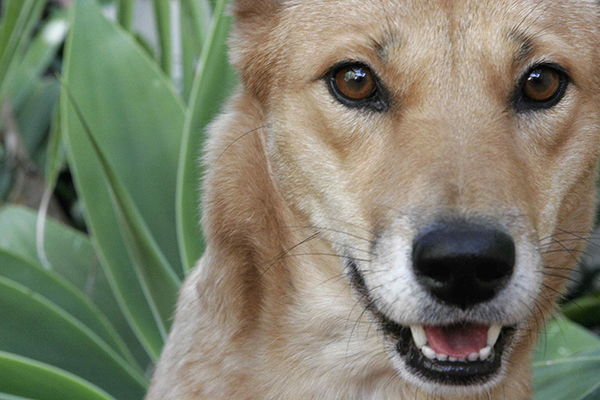Protecting dingoes