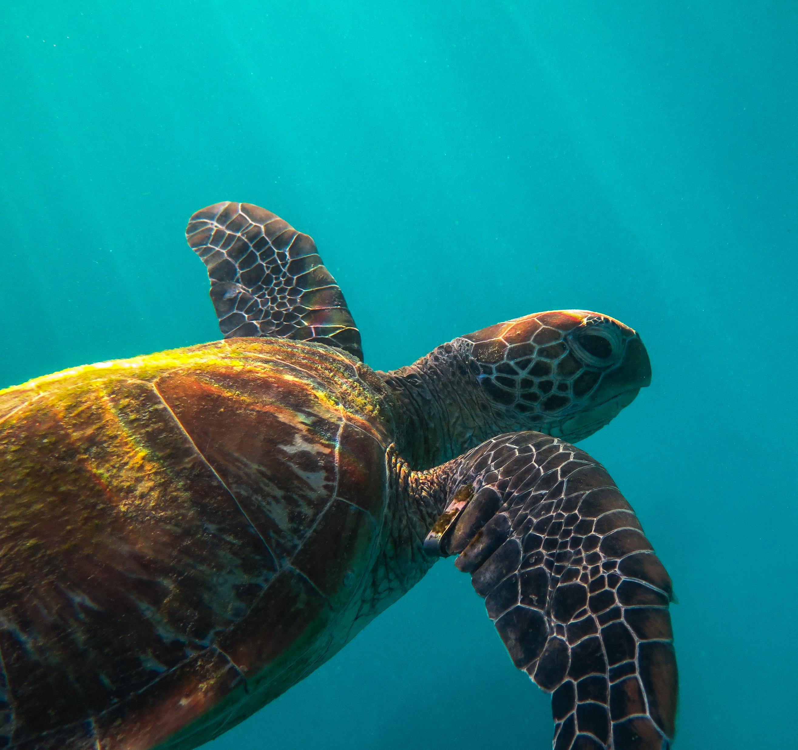 Support Turtle Conservation Efforts in Bali